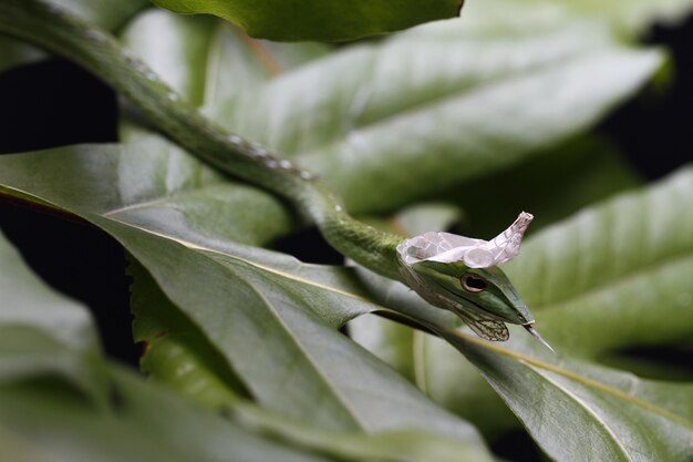 Asian vine snake sta perdendo pelle.