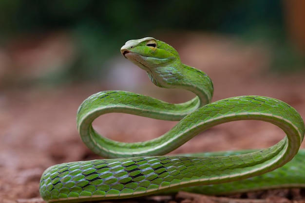 Premium Photo Sri Lankan green vine snake and longnosed whip snake is a venomous