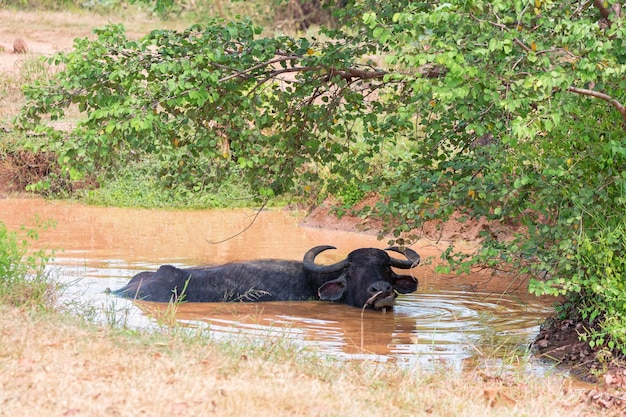 泥の中のアジアの水牛または家畜スイギュウ