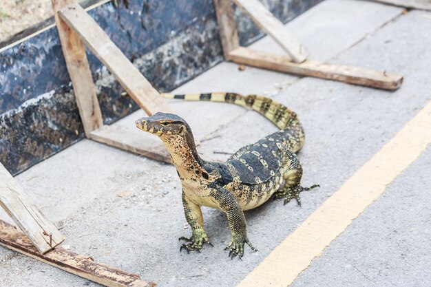 Asian Water Monitor on cement street