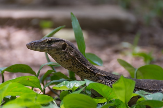 Asian water monitor lizard outdoor nature in a park