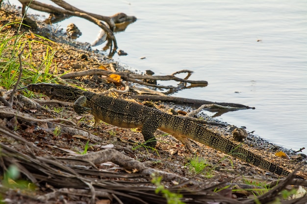 Asian water monitor in Thailand