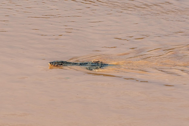 Азиатский водный варан Varanus salvator плывет по реке Животныесамые распространенные вараны в Азии