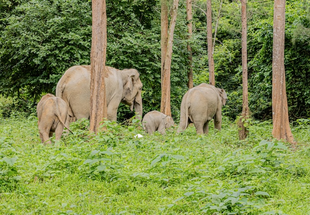 Asian wild elephants look very happy with food in the rainy season 