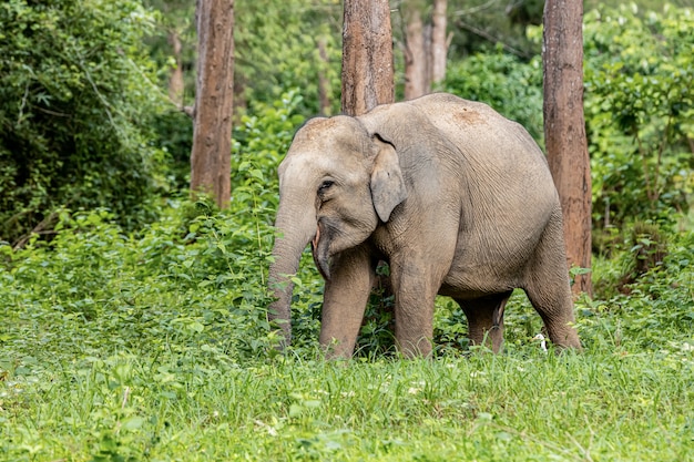 Азиатские дикие слоны выглядят очень довольными едой в сезон дождей