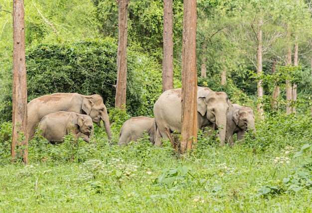 Asian wild elephants look very happy with food in the rainy season