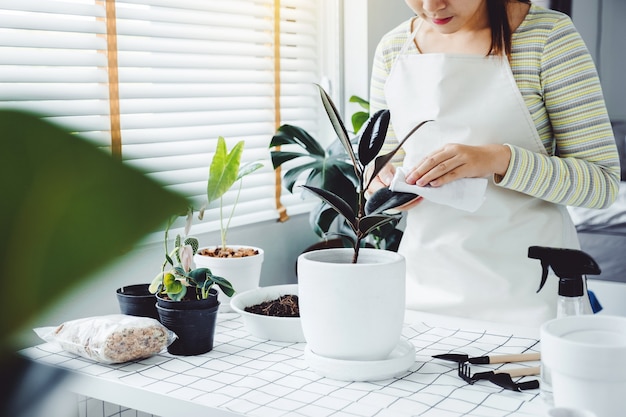 家の観葉植物のケアの概念で朝の葉を掃除する世話をするアジアの女性