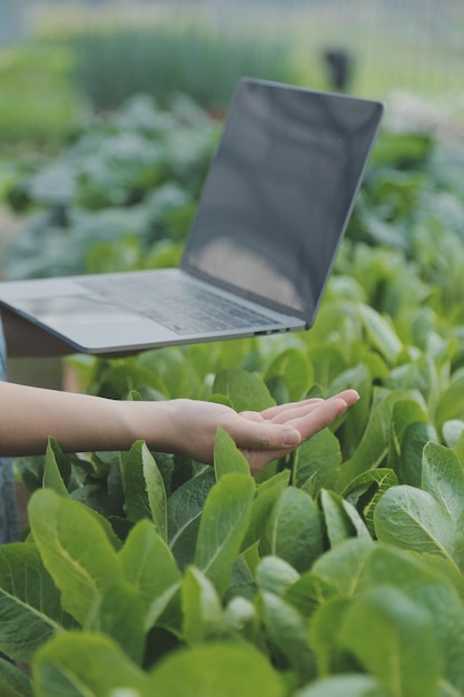 사진 온실에서 야채 정원에서 디지털 태블릿을 사용하는 아시아 여성 농부 비즈니스 농업 기술 개념 품질 스마트 농부