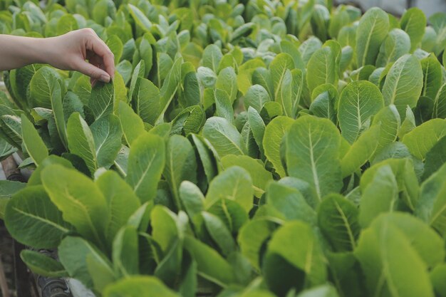 Asian woman farmer using digital tablet in vegetable garden at greenhouse Business agriculture technology concept quality smart farmer