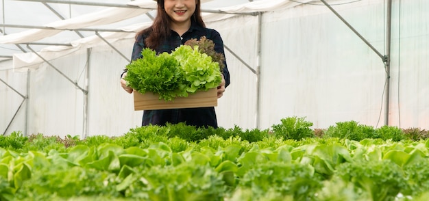 Gli agricoltori asiatici della donna raccolgono le verdure fresche dell'insalata nelle aziende agricole del sistema della pianta idroponica nella serra al mercato.