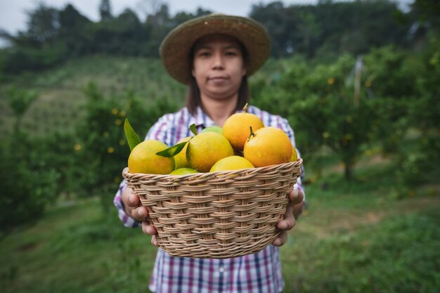 Giardiniere asiatico della donna che tiene un canestro delle arance che mostrano e che danno le arance nel giardino del campo delle arance al mattino.
