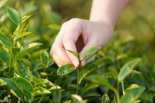 茶畑から茶葉を手に取っているアジアの女性新しい芽は柔らかい芽です水は背景として健康的な食べ物や飲み物ですコピースペースを持つヘルスケアの概念