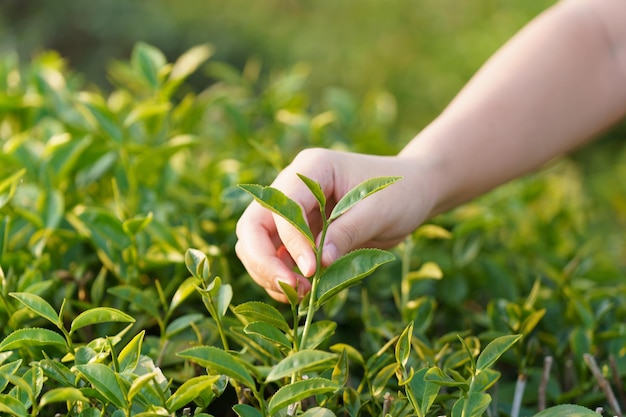 茶畑から茶葉を手に取っているアジアの女性新しい芽は柔らかい芽です水は背景として健康的な食べ物や飲み物ですコピースペースを持つヘルスケアの概念