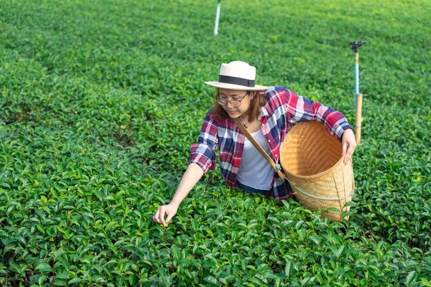 写真 茶畑から茶葉を拾うアジアの女性の手