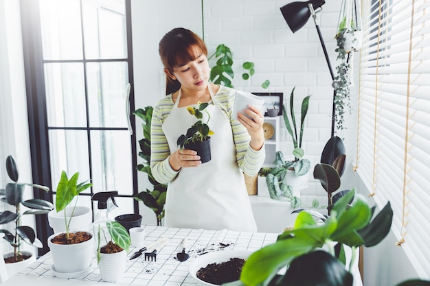 写真 観葉植物に水をまくスプレーボトルを使用して、家で朝に葉の植物にアジアの女性の手スプレー植物ケアの概念