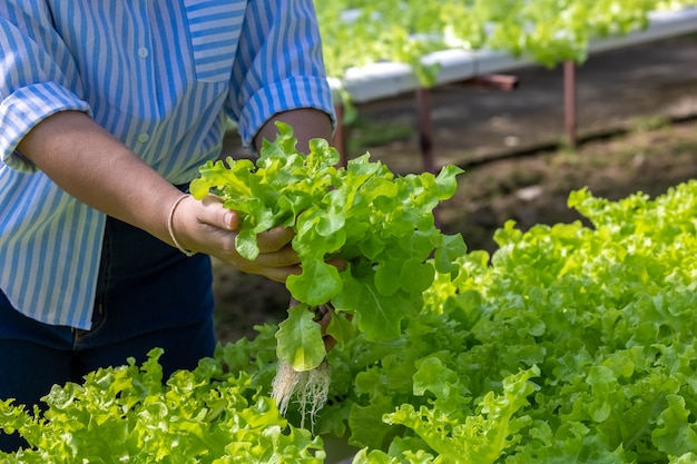 Donna asiatica raccolta insalata di verdure fresche in azienda agricola del sistema idroponico impianto in thailandia