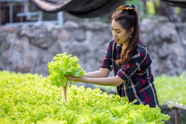 タイの水耕植物システム農業農場でアジアの女性が新鮮な野菜サラダを収穫する