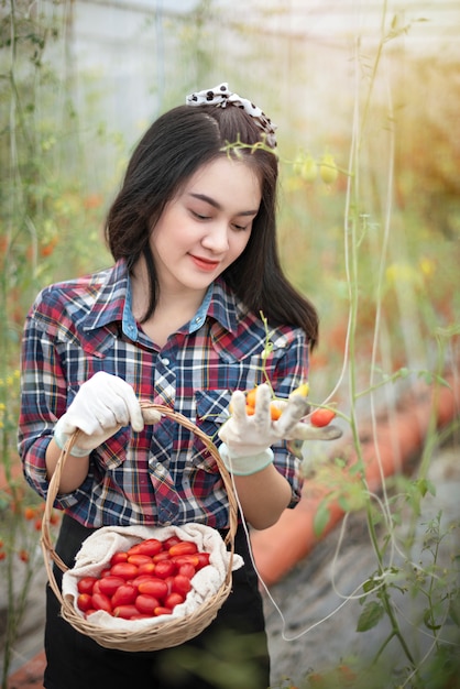 Asian woman harvesting tomatoes