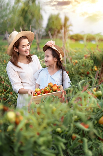 Asian woman harvesting tomatoes