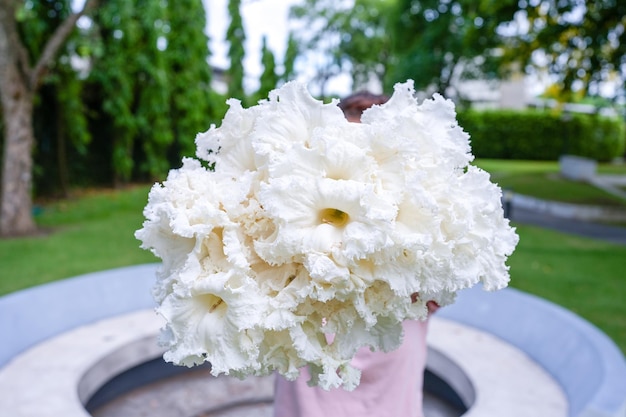 アジアの女性が公園で花束Dolichandroneserrulataを保持します