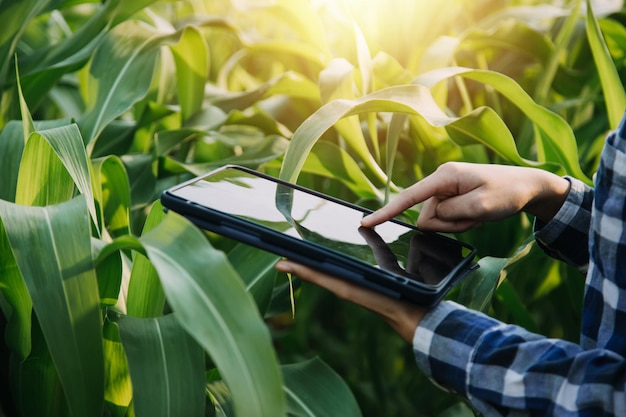 Asian woman and man farmer working together in organic hydroponic salad vegetable farm using tablet inspect quality of lettuce in greenhouse garden Smart farming