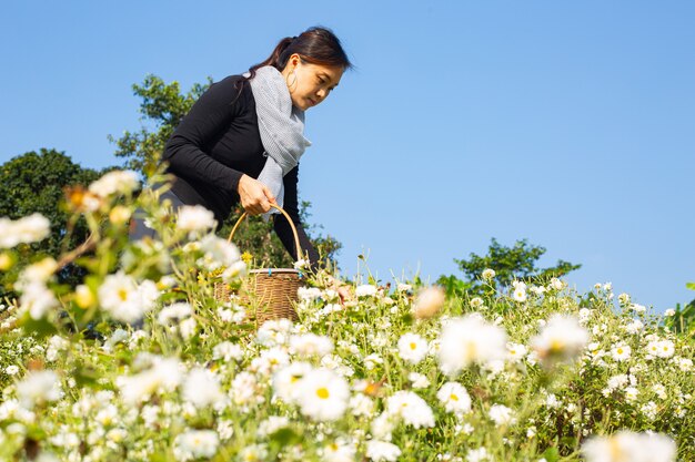 Asian woman picking chrysanthemum flowers in the mountain.A girl find flower for keep its to basket in the outside.