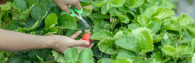 Photo asian woman picking strawberries in organic garden