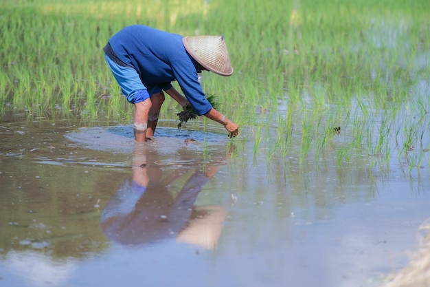 Photo asian woman planting rice in the field during rainy season in yogyakarta 10 february 2023