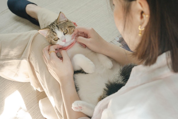 Photo asian woman play with white brown tabby scottish straight cat in her living room