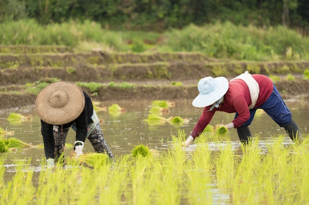 アジアの女性、田んぼ、タイの田植え