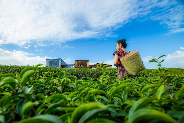 Asian woman in traditional clothes standing in green tea plantations terrace Chiang mai Thailand