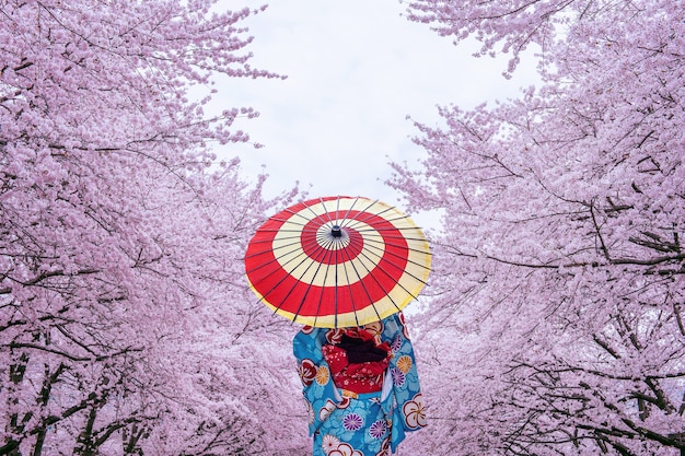 Donna asiatica che porta il kimono e il fiore di ciliegia tradizionali giapponesi in primavera, giappone.