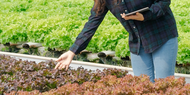 수경 야채 농장에서 녹색 참나무를 들고 Greenbo의 뿌리와 품질을 확인하는 아시아 여성