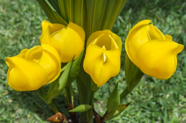Asian yellow exotic flowers Impatiens psittacina