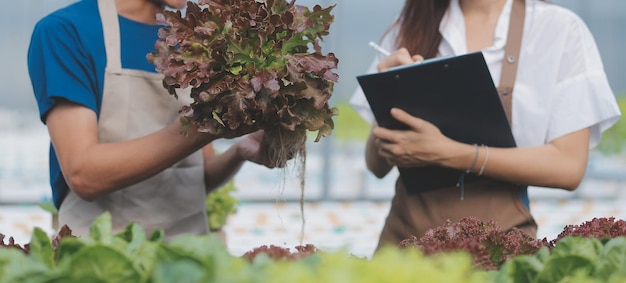 Photo asian young couple farmer in greenhouse hydroponic holding basket of vegetable they are harvesting vegetables green salad