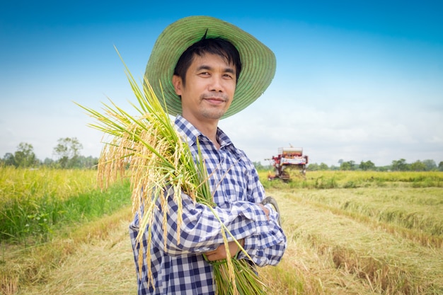 Risone felice del raccolto del giovane agricoltore asiatico in un giacimento verde del riso