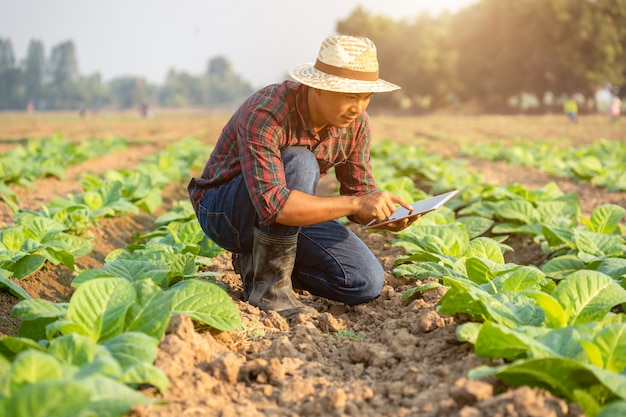 Asian young farmer working in the field