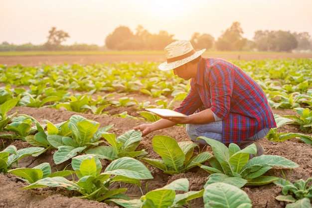 Asian young farmer working in the field