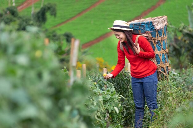 Photo asian young woman farm worker with basket picking organic tomatoes in garden