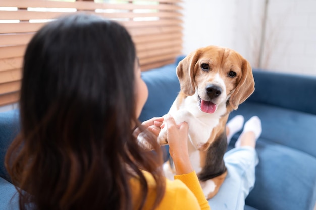 アジアの若い女性とビーグル犬と 犬の訓練活動で 命令に従う