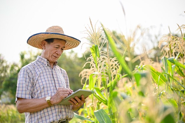 Un agricoltore di età asiatica che utilizza il suo tablet per il suo sistema di fattoria intelligente che ispeziona la qualità del mais