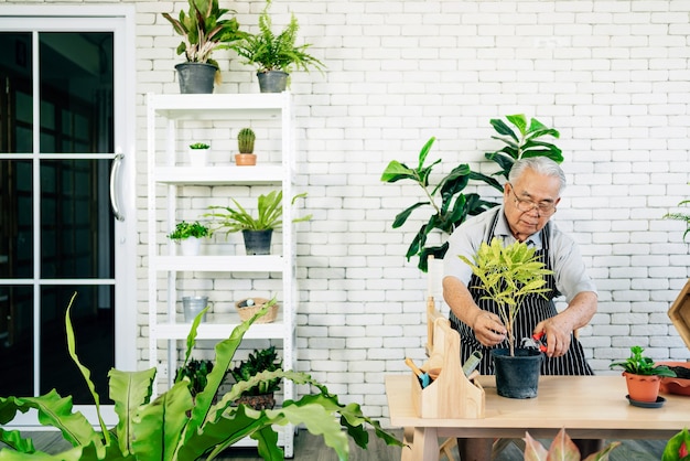 사진 아시아의 은퇴한 할아버지들은 식물의 가지를 잘라서 식물을 돌보는 것을 좋아합니다.
