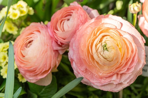 アジアバタークープ (Ranunculus asiaticus) ランンキュラ科に属する草の植物