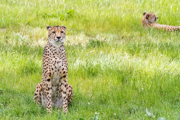 Un ghepardo asiatico