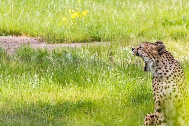 Foto un ghepardo asiatico