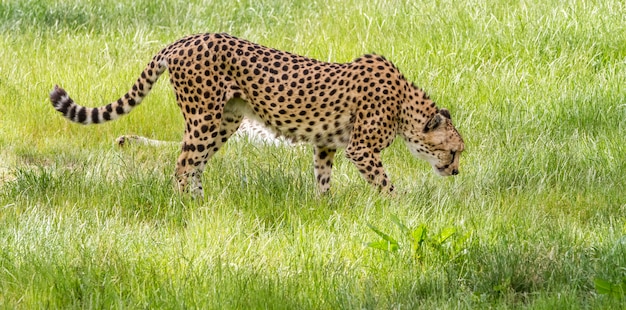 An Asiatic Cheetah