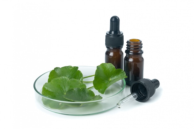 Asiatic Leaf Herb gotu kola, indian pennywort, centella asiatica, isolated on white background.