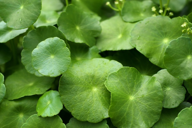 asiatic leaf in natue
