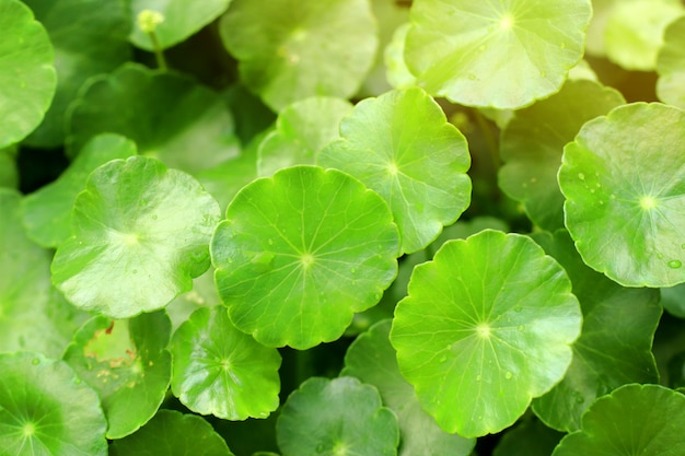 asiatic leaf in natue
