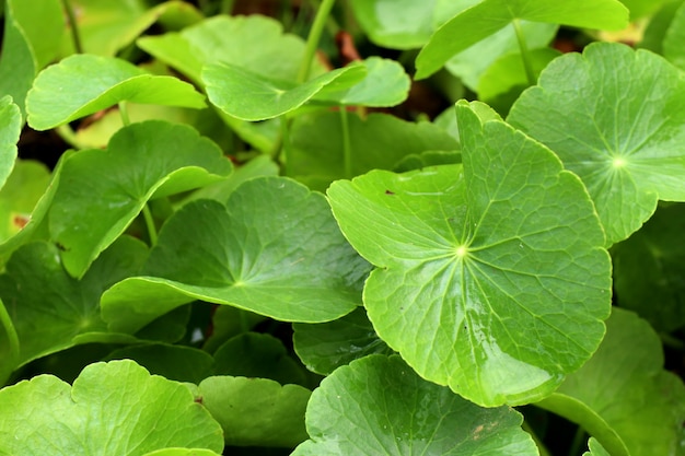 Asiatic leaf in natue